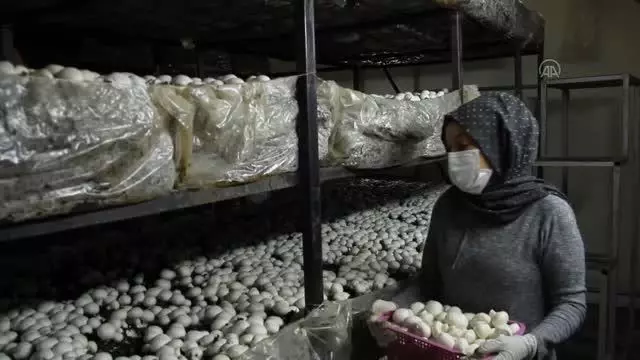 Devlet desteğiyle mantar üreten 3 çocuk annesi girişimci, kadınlara da umut oluyor Devlet desteğiyle mantar üreten 3 çocuk annesi girişimci, kadınlara da umut oluyor