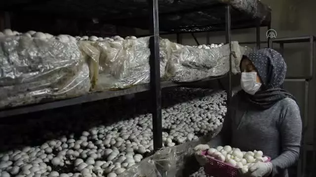 Devlet desteğiyle mantar üreten 3 çocuk annesi girişimci, kadınlara da umut oluyor Devlet desteğiyle mantar üreten 3 çocuk annesi girişimci, kadınlara da umut oluyor