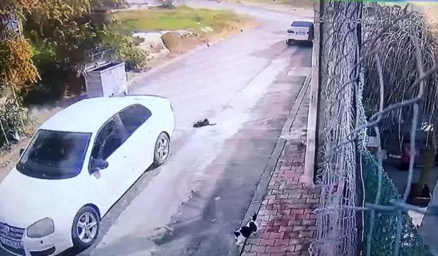 Kediyi ezdi, hiçbir şey olmamış gibi yoluna devam etti