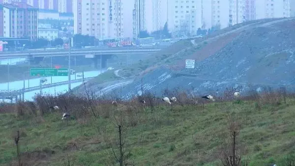 LEYLEKLERİN OTOYOL KENARINDA GÖÇ MOLASI- 1 LEYLEKLERİN OTOYOL KENARINDA GÖÇ MOLASI- 1