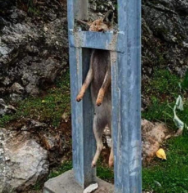 Vicdanınız kurusun! Tilkiyi öldürüp kuyruğunu kestikten sonra elektrik direğine astılar