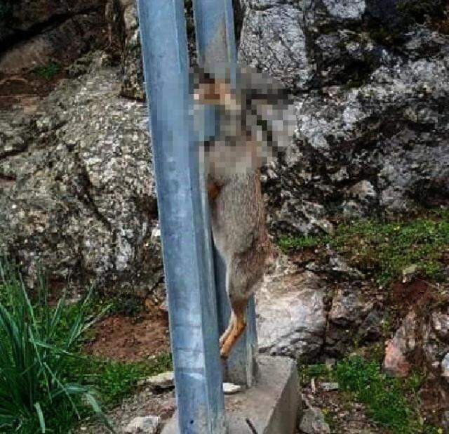 Vicdanınız kurusun! Tilkiyi öldürüp kuyruğunu kestikten sonra elektrik direğine astılar