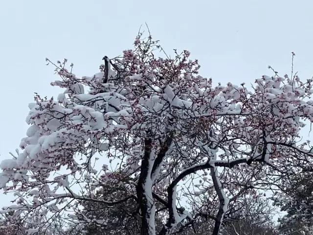 Yalancı bahara aldanıp çiçek açan ağaçlar kar altında kaldı Yalancı bahara aldanıp çiçek açan ağaçlar kar altında kaldı