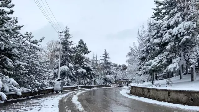 Yalancı bahara aldanıp çiçek açan ağaçlar kar altında kaldı Yalancı bahara aldanıp çiçek açan ağaçlar kar altında kaldı