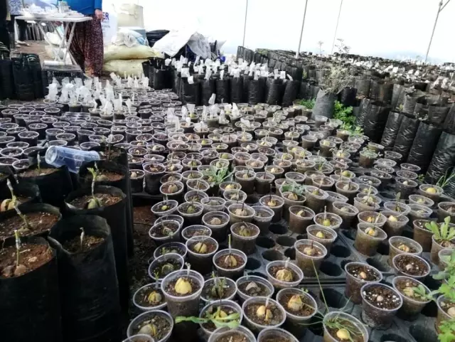 Yumurtalık'ta tropikal meyve dikimi artıyor Yumurtalık'ta tropikal meyve dikimi artıyor