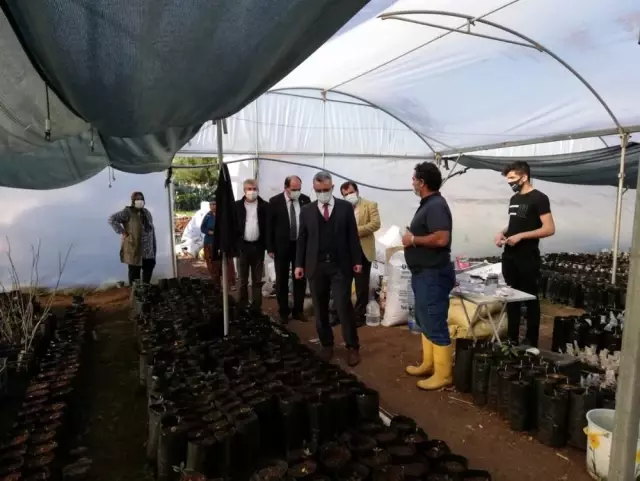 Yumurtalık'ta tropikal meyve dikimi artıyor Yumurtalık'ta tropikal meyve dikimi artıyor
