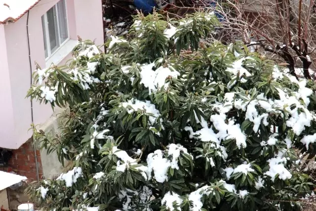 Aydın beyaza büründü, en çok çocuklar sevindi Aydın beyaza büründü, en çok çocuklar sevindi