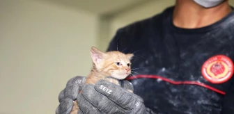 Son dakika haber! Büyükşehir binasında yavru kedi kurtarma operasyonu