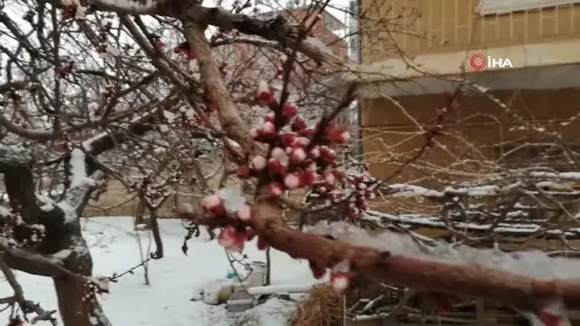 Çiçek açan kayısı ağaçlarını don vurdu