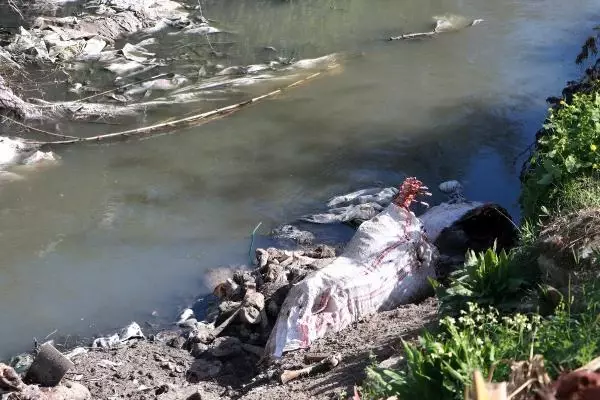 Dere yatağında çok sayıda at ve eşek kafasıyla kemikler bulundu (2) Dere yatağında çok sayıda at ve eşek kafasıyla kemikler bulundu (2)