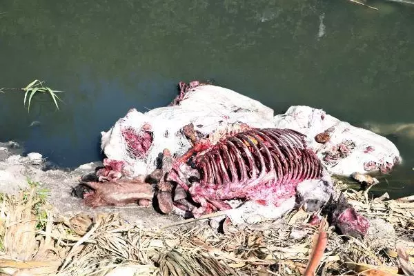 Dere yatağında çok sayıda at ve eşek kafasıyla kemikler bulundu (2) Dere yatağında çok sayıda at ve eşek kafasıyla kemikler bulundu (2)