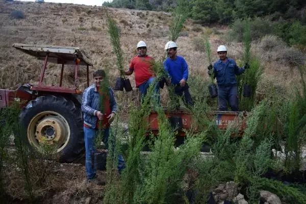 Enerji şirketinden 3 yılda 1 milyon ağaç Enerji şirketinden 3 yılda 1 milyon ağaç