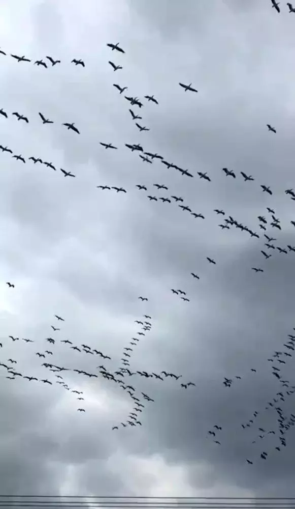 Göç yolundaki pelikanlardan muhteşem gösteri Göç yolundaki pelikanlardan muhteşem gösteri