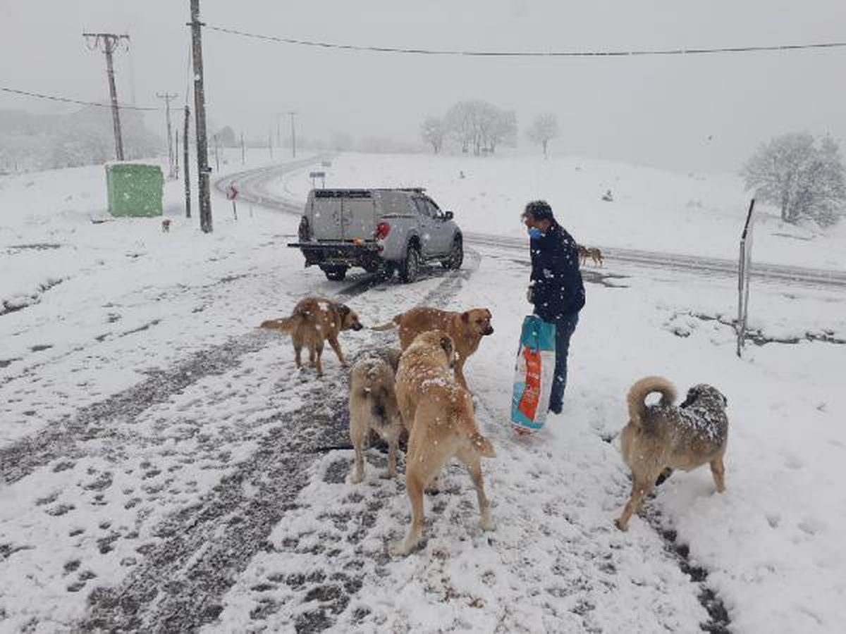 Karda yiyecek bulmakta zorlanan köpekler için mama bırakıldı