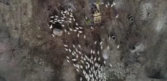 AFYONKARAHİSAR - Evinin bahçesinde yetiştirdiği kaz yavruları yoğun talep görüyor