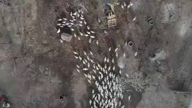 AFYONKARAHİSAR - Evinin bahçesinde yetiştirdiği kaz yavruları yoğun talep görüyor AFYONKARAHİSAR - Evinin bahçesinde yetiştirdiği kaz yavruları yoğun talep görüyor