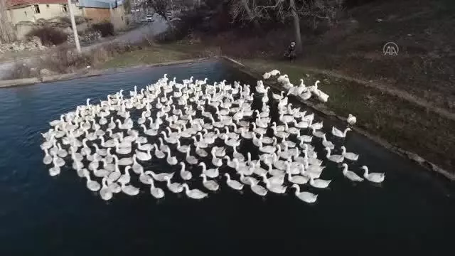 AFYONKARAHİSAR - Evinin bahçesinde yetiştirdiği kaz yavruları yoğun talep görüyor AFYONKARAHİSAR - Evinin bahçesinde yetiştirdiği kaz yavruları yoğun talep görüyor