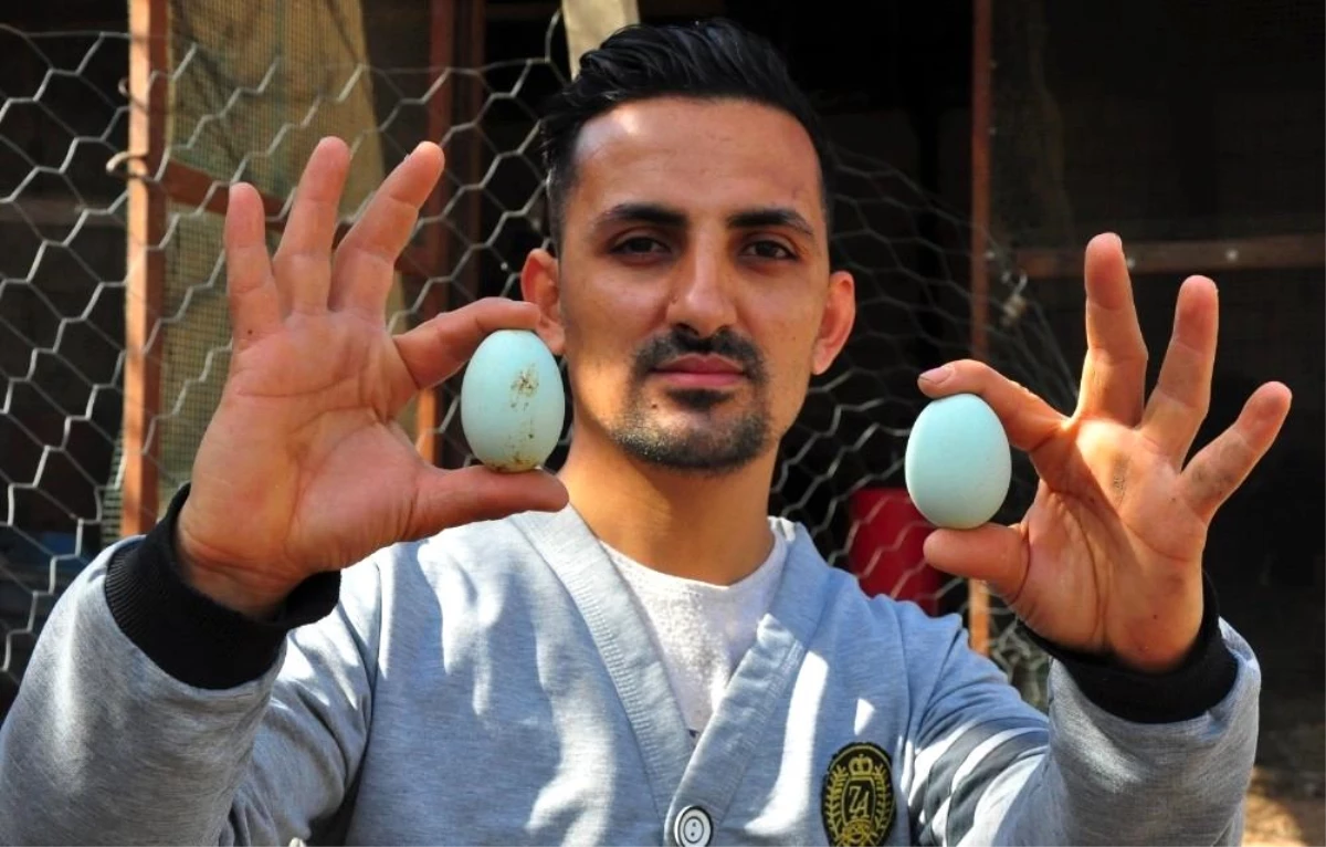 Amerika'dan getirttiği mavi yumurtalar hayatını değiştirdi! Ayda bin adet üretip tanesini 10 dolardan satıyor