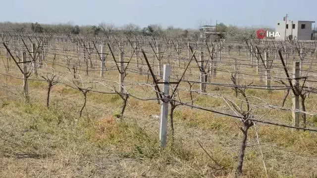 Don olayı ekili tarım alanlarını vurdu Don olayı ekili tarım alanlarını vurdu