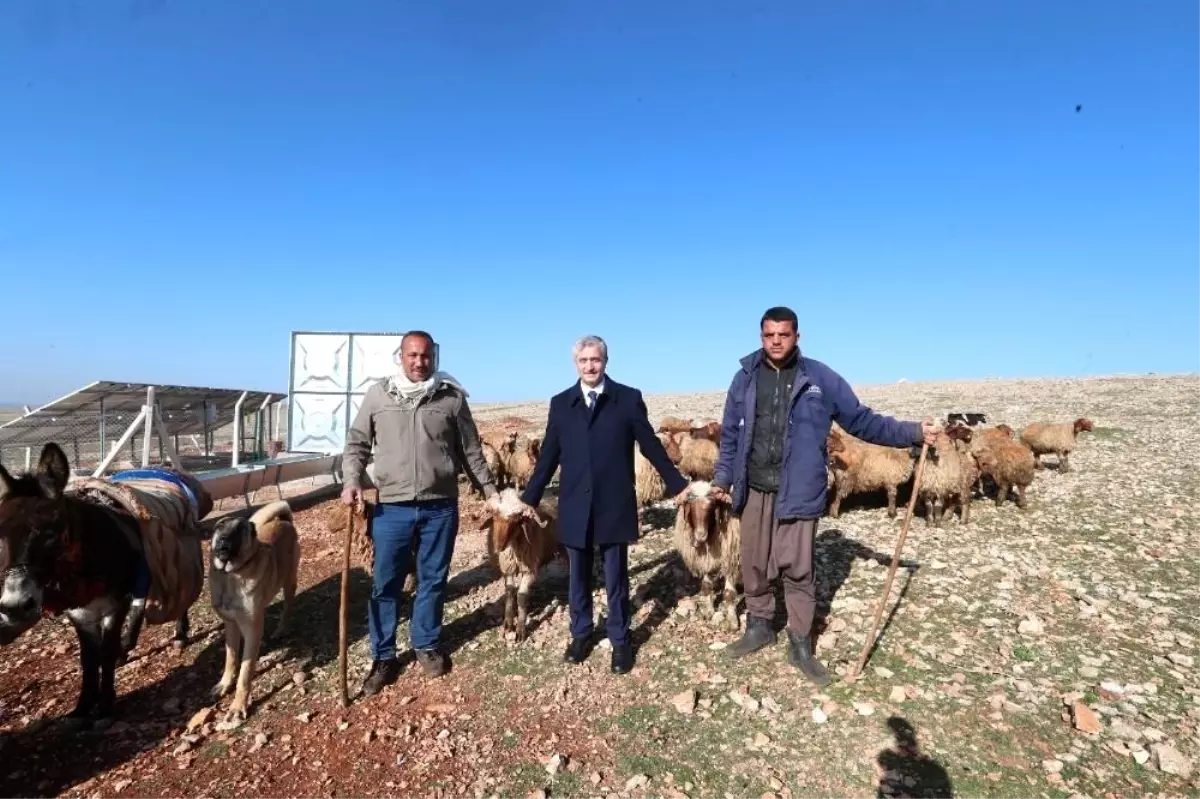 Son dakika haberi! Hayvancılık gelişiyor, hem yetiştirici hem ülke ekonomisi kazanıyor