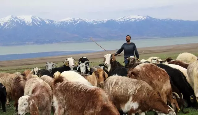 Süt için aldığı keçiler, çift çift kuzulayınca sürü sahibi oldu Süt için aldığı keçiler, çift çift kuzulayınca sürü sahibi oldu