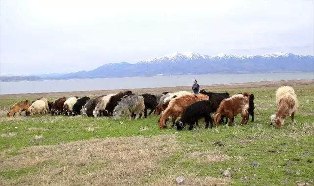 Süt için aldığı keçiler, çift çift kuzulayınca sürü sahibi oldu Süt için aldığı keçiler, çift çift kuzulayınca sürü sahibi oldu
