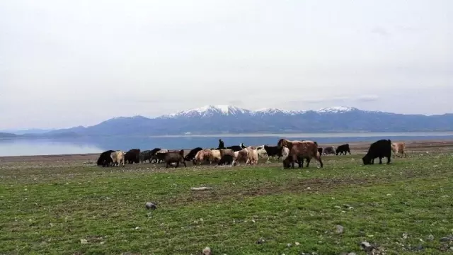 Süt için aldığı keçiler, çift çift kuzulayınca sürü sahibi oldu Süt için aldığı keçiler, çift çift kuzulayınca sürü sahibi oldu