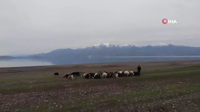 Süt için aldığı keçiler, çift çift kuzulayınca sürü sahibi oldu Süt için aldığı keçiler, çift çift kuzulayınca sürü sahibi oldu