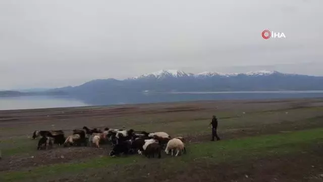 Süt için aldığı keçiler, çift çift kuzulayınca sürü sahibi oldu Süt için aldığı keçiler, çift çift kuzulayınca sürü sahibi oldu