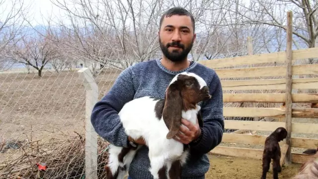 Süt için aldığı keçiler, çift çift kuzulayınca sürü sahibi oldu Süt için aldığı keçiler, çift çift kuzulayınca sürü sahibi oldu