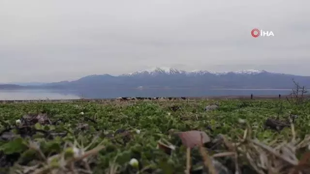 Süt için aldığı keçiler, çift çift kuzulayınca sürü sahibi oldu Süt için aldığı keçiler, çift çift kuzulayınca sürü sahibi oldu