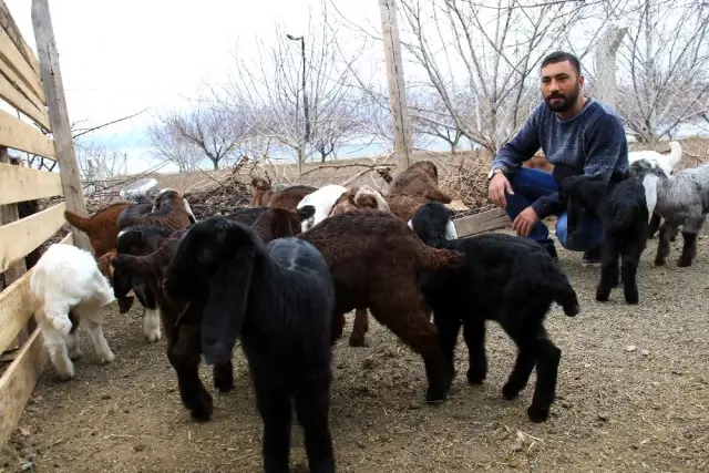 Süt için aldığı keçiler, çift çift kuzulayınca sürü sahibi oldu Süt için aldığı keçiler, çift çift kuzulayınca sürü sahibi oldu