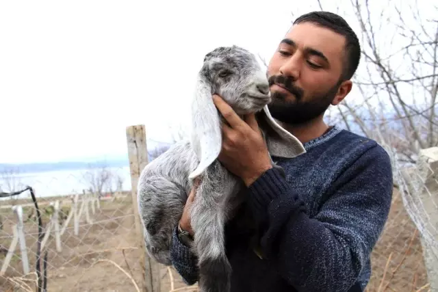 Süt için aldığı keçiler, çift çift kuzulayınca sürü sahibi oldu Süt için aldığı keçiler, çift çift kuzulayınca sürü sahibi oldu