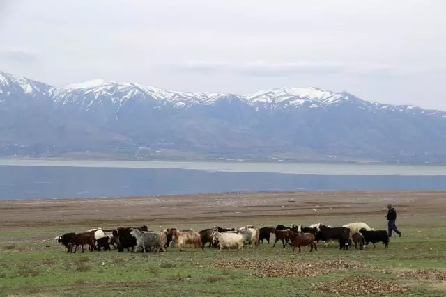 Süt için aldığı keçiler, çift çift kuzulayınca sürü sahibi oldu Süt için aldığı keçiler, çift çift kuzulayınca sürü sahibi oldu