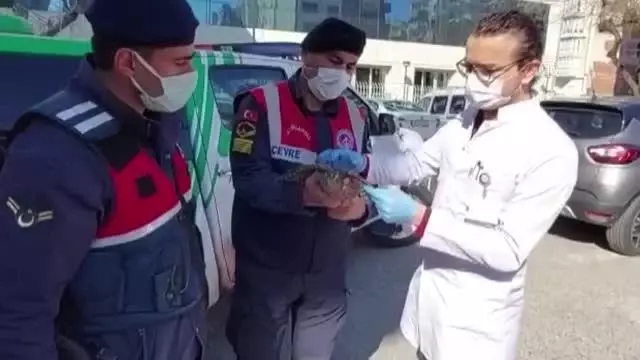 Yaralı atmaca tedavi altına alındı
