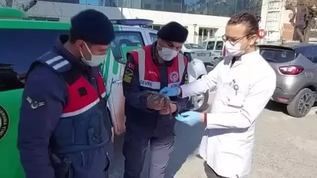 Yaralı atmacaya jandarma sahip çıktı