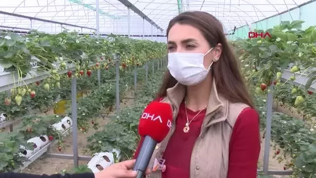 ADANA Topraksız tarımla çilek üretip yurt dışına satıyor ADANA Topraksız tarımla çilek üretip yurt dışına satıyor