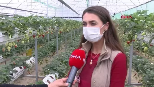 ADANA Topraksız tarımla çilek üretip yurt dışına satıyor ADANA Topraksız tarımla çilek üretip yurt dışına satıyor