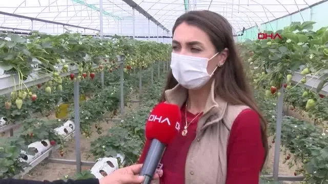 ADANA Topraksız tarımla çilek üretip yurt dışına satıyor ADANA Topraksız tarımla çilek üretip yurt dışına satıyor