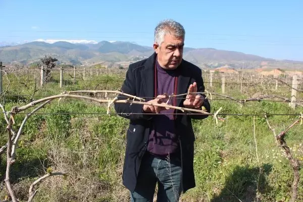 MANİSA Alaşehir'deki üzüm bağlarını don vurdu MANİSA Alaşehir'deki üzüm bağlarını don vurdu