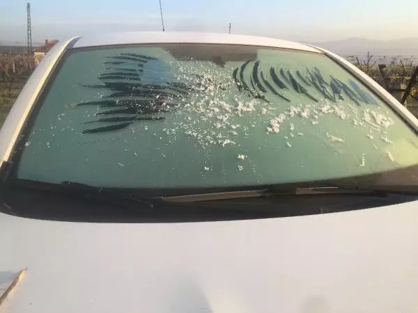 MANİSA Alaşehir'deki üzüm bağlarını don vurdu MANİSA Alaşehir'deki üzüm bağlarını don vurdu