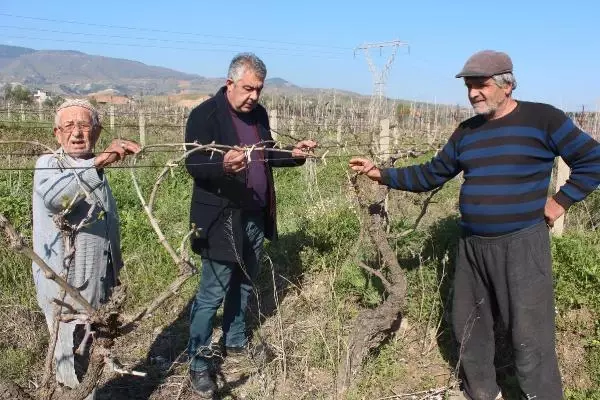 MANİSA Alaşehir'deki üzüm bağlarını don vurdu MANİSA Alaşehir'deki üzüm bağlarını don vurdu