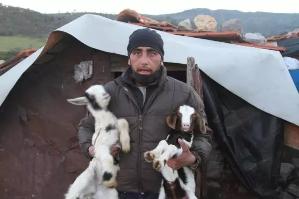 BALIKESİR Ayvalık'ta 59 keçi telef oldu BALIKESİR Ayvalık'ta 59 keçi telef oldu