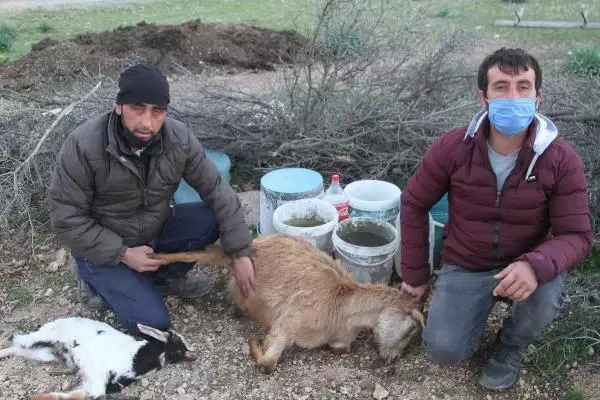 BALIKESİR Ayvalık'ta 59 keçi telef oldu BALIKESİR Ayvalık'ta 59 keçi telef oldu