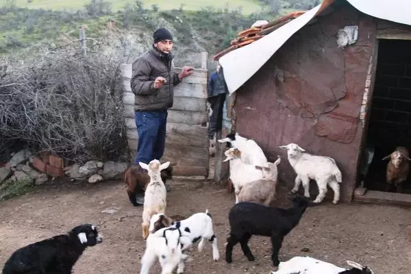 BALIKESİR Ayvalık'ta 59 keçi telef oldu BALIKESİR Ayvalık'ta 59 keçi telef oldu