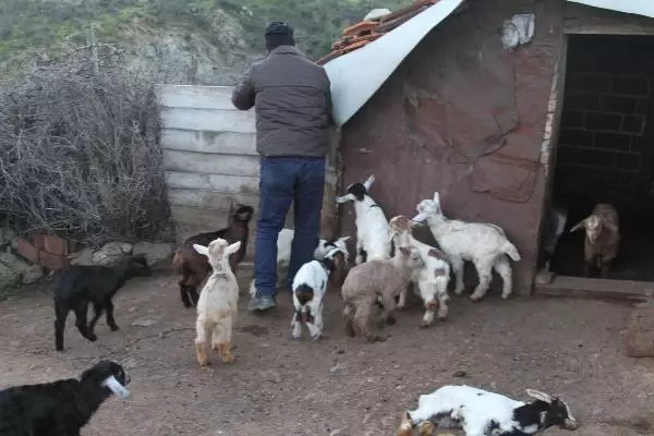 BALIKESİR Ayvalık'ta 59 keçi telef oldu BALIKESİR Ayvalık'ta 59 keçi telef oldu