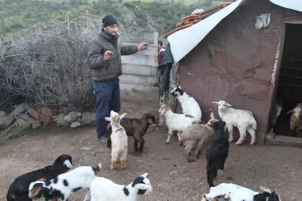 BALIKESİR Ayvalık'ta 59 keçi telef oldu BALIKESİR Ayvalık'ta 59 keçi telef oldu