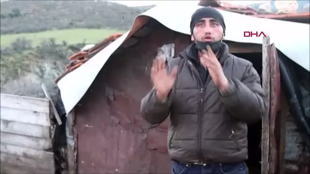 BALIKESİR Ayvalık'ta 59 keçi telef oldu BALIKESİR Ayvalık'ta 59 keçi telef oldu