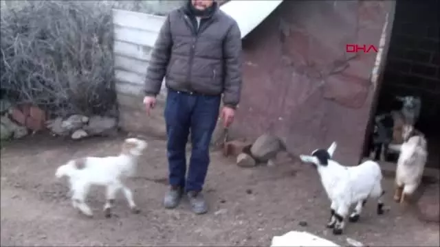BALIKESİR Ayvalık'ta 59 keçi telef oldu BALIKESİR Ayvalık'ta 59 keçi telef oldu