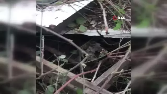 Boşaltılan domuz çiftliğinde insan kafatası bulundu Boşaltılan domuz çiftliğinde insan kafatası bulundu